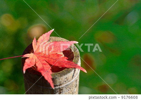 Autumn leaves of maple 9176608