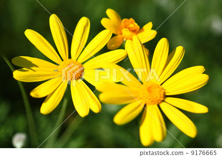 朱利葉斯雛菊花 朱利葉斯雛菊花 9176665