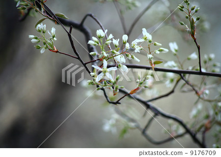 Pretty Saifuriboku Flower Pretty Saifuriboku Flower 9176709