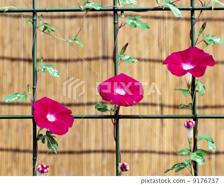 夏天的牽牛花 9176737