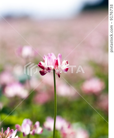 春節·Renge 9176738