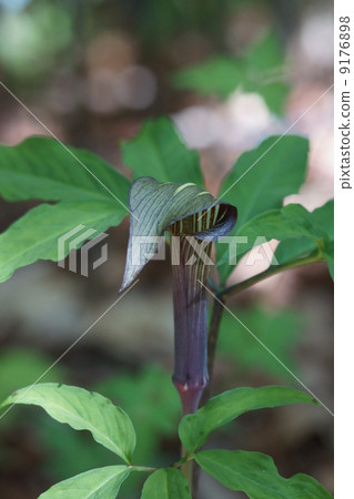 我的名字是Murasaki Momosakusa 9176898