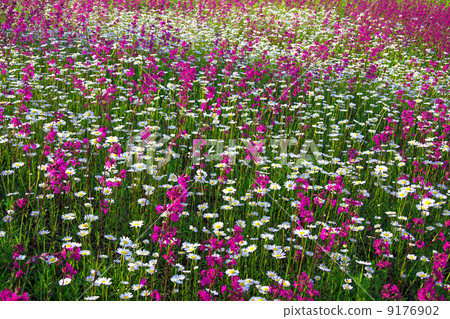 background from flowers blossoming on a meadow 9176902