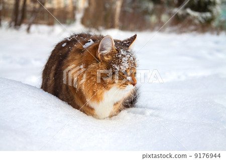 cat on sits on snow cat on sits on snow 9176944