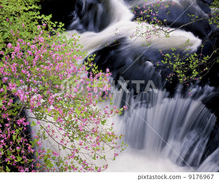 櫪木縣·Togoku Mitsuba杜鵑花盛開的陽光冠瀑布 9176967