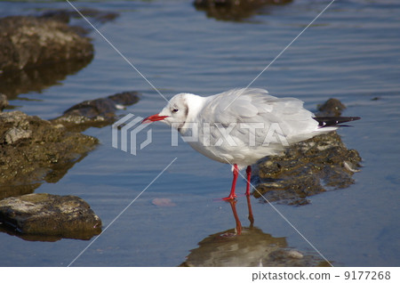 Yurikome Tsubasa 9177268