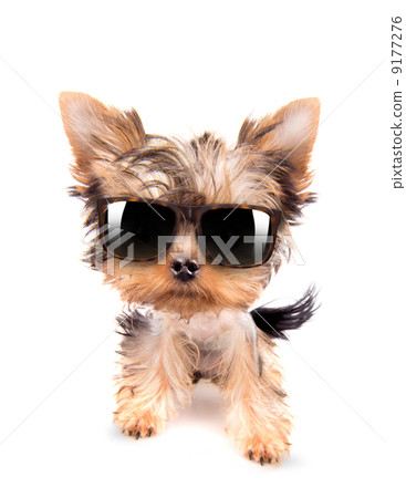 dog with shades dog with shades 9177276
