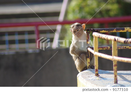 Bonnet monkey 9177310