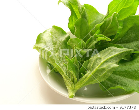 White dish and ice plant White dish and ice plant 9177378