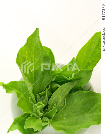 White dish and ice plant White dish and ice plant 9177379