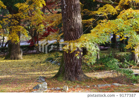 Daininji Temple Autumn leaves 9177387