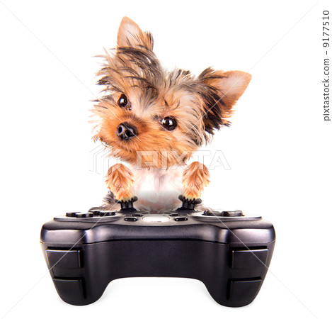 charming Puppy play on game pad 9177510