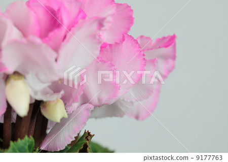 Cyclamen · Fringe 01 9177763