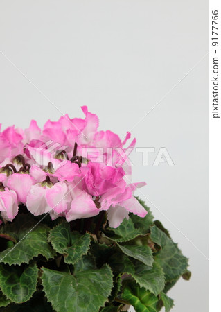 Cyclamen Fringe 04 9177766