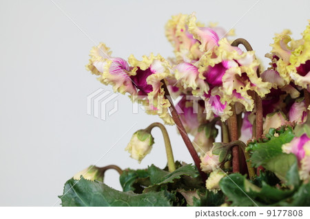 Cyclamen Prima Donna Gold 07 Cyclamen Prima Donna Gold 07 9177808