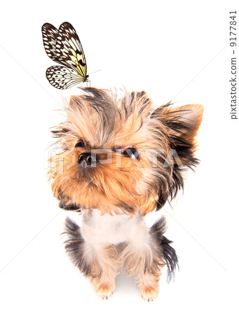 charming Puppy with butterfly 9177841