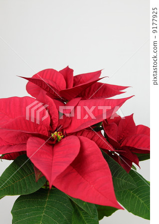 Poinsettia 02 9177925