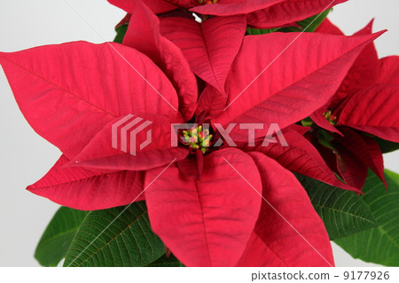 Poinsettia 03 Poinsettia 03 9177926