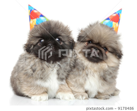 Pekingese puppies in party cones 9178486