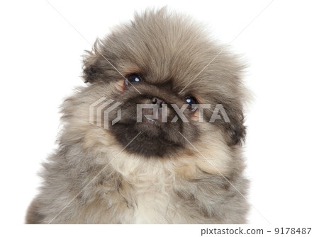 Pekingese puppy close-up portrait 9178487