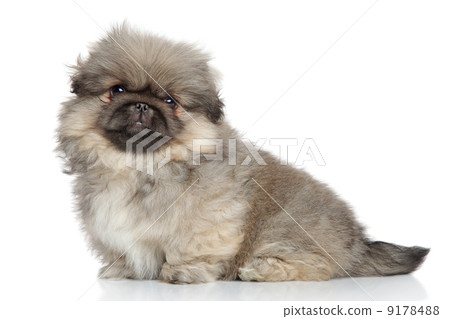 Pekingese puppy portrait 9178488