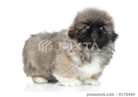 Pekingese puppy on white background 9178489