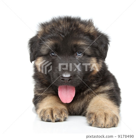 German shepherd puppy 9178490