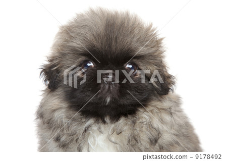 Cute Pekingese puppy 9178492