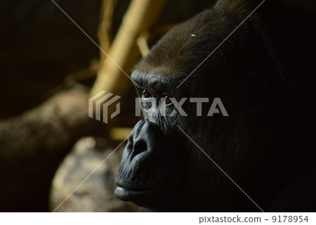 看起來愚蠢的母親大猩猩 9178954