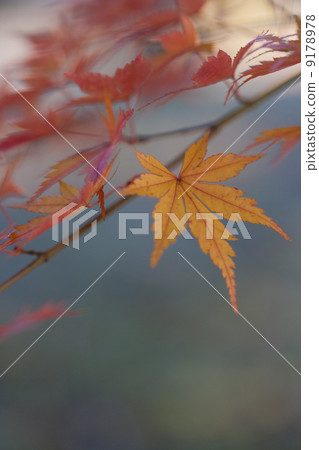 Autumn color Autumn color 9178978