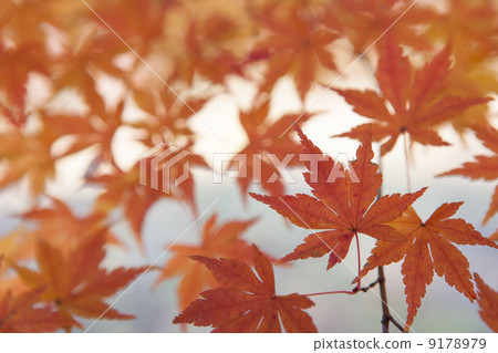 Autumn color Autumn color 9178979