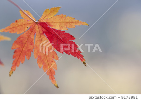 Autumn color Autumn color 9178981