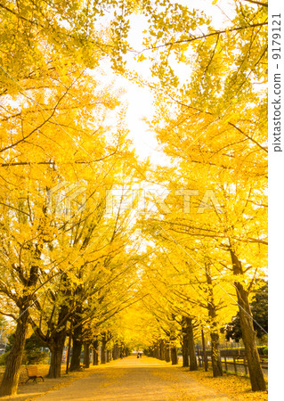Golden ginkgo trees 9179121