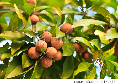 Sapodilla fruit on the tree 9179217