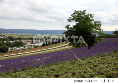 Lavender flower garden Lavender flower garden 9181078