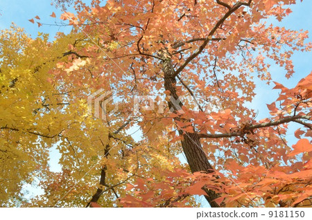 福色葉 福色葉 9181150