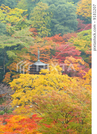 秋天的樹葉 9181207