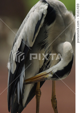 灰鷺 灰鷺 9181489