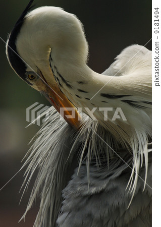 灰鷺 灰鷺 9181494