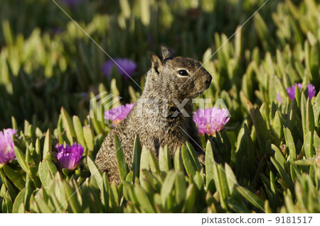 California Dilith 9181517