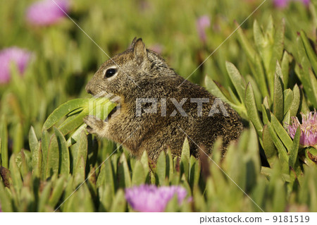 California Dilith 9181519