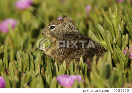 California Dilith 9181520