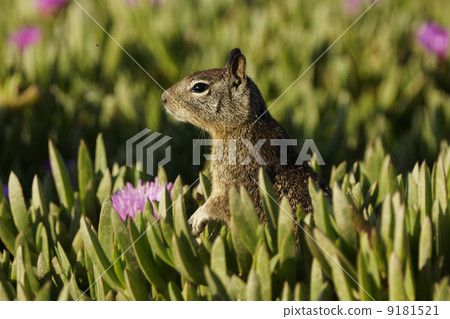 加州迪利斯 9181521