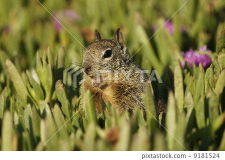 加州迪利斯 9181524