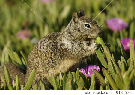 California Dilith 9181525