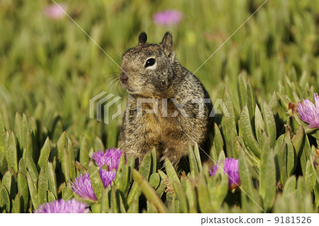 California Dilith 9181526