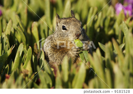 加州迪利斯 9181528