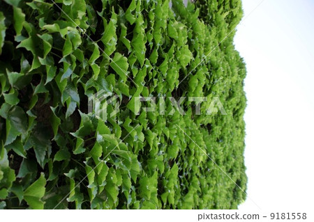 常春藤糾結的牆 9181558