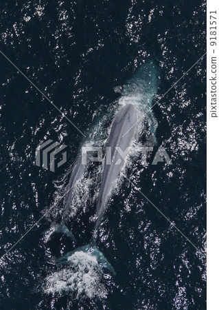 blue whale 9181571