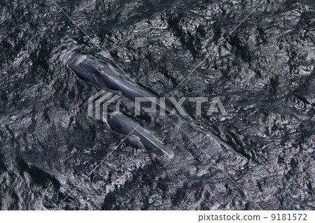 blue whale blue whale 9181572